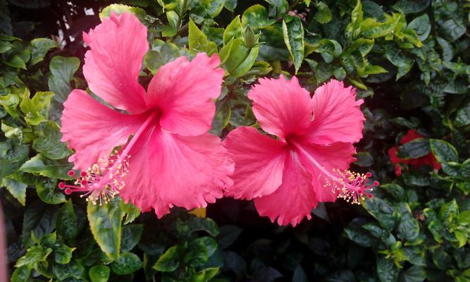 《山海镜花朱槿》游戏中的技能介绍（探索神秘的山海世界）