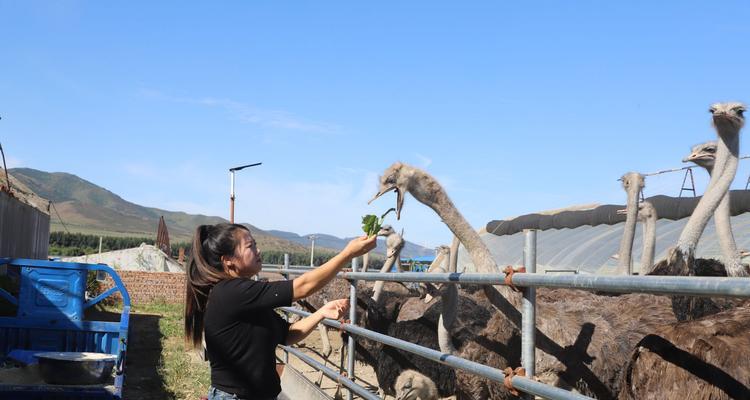 迷你世界中鸵鸟的饲养方法是什么？需要哪些资源？